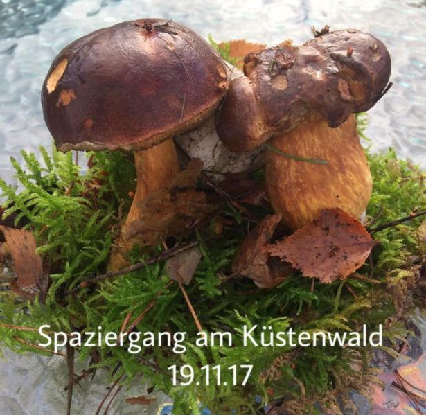 Mit Terrasse - Insel Usedom Holiday home Trassenheide